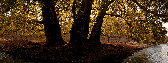 nat-J&K-pahalgam-chinar-sheeps-P1 Kopie