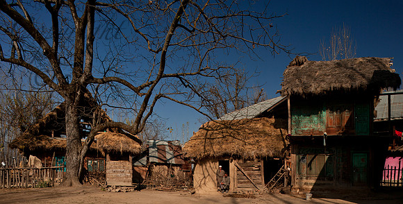 rur-J&K-lolab-walnuttree-P1 Kopie