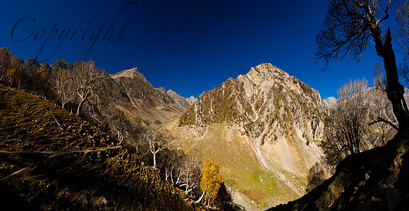 nat-J&K-vktrek-birchforest-P13 Kopie