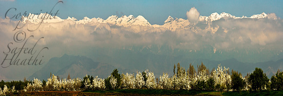nat-J&K-cis-kolahai-peartrees-P1 Kopie