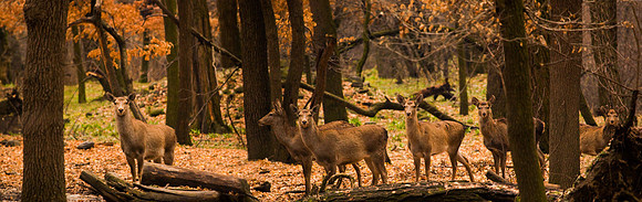 ani-J&K-dachigam-hanguls-P1 Kopie