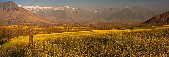 nat-J&K-tral-mustard-man-P1 Kopie