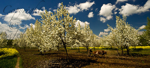 rur-J&K-cis-pearblossom-plough-P1 Kopie