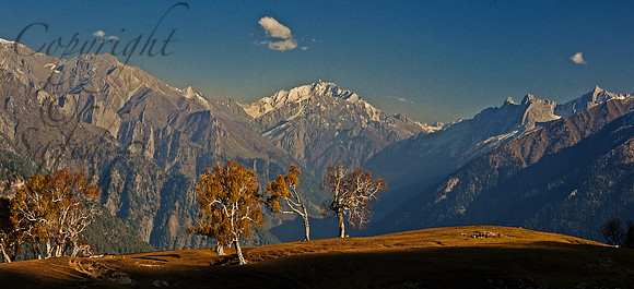 nat-J&K-vktrek-sonemarg-birchtrees-1 Kopie