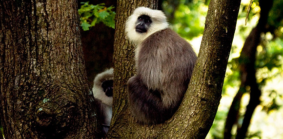 ani-J&K-dachigam-langurs-1 Kopie