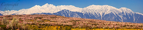 nat-J&K-cis-almondblossom-P24 Kopie Kopie