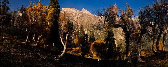 nat-J&K-vktrek-birchforest-P15 Kopie