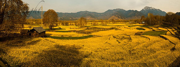 nat-J&K-pahalgam-mustard-P1 Kopie