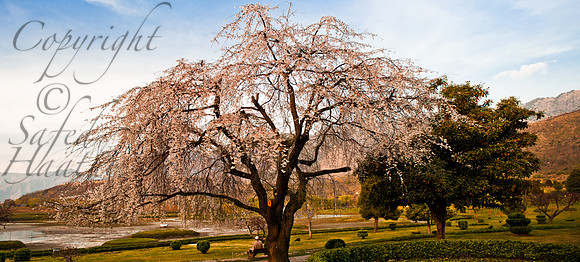 nat-J&K-botanicalgarden-P2 Kopie