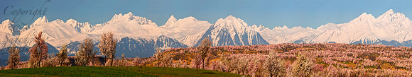 nat-J&K-cis-almondblossom-P11 Kopie