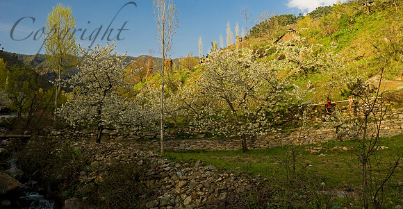 nat-J&K-dara-cherryblossom-plough-1 Kopie