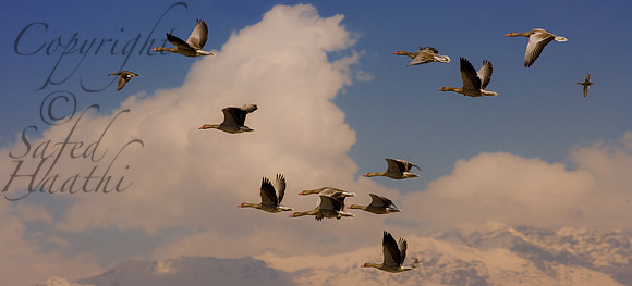 ani-J&K-hokersag-geese1 Kopie