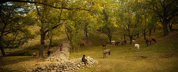 rur-J&K-pulwama-horses-forest-P1 Kopie
