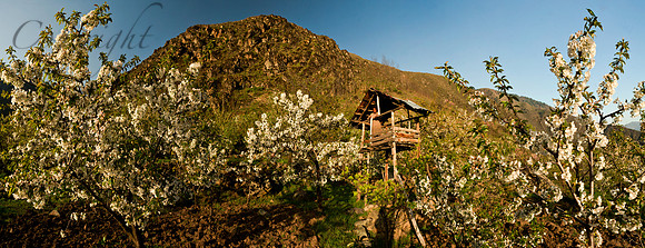 nat-J&K-dara-cherryblossom-watchtower Kopie