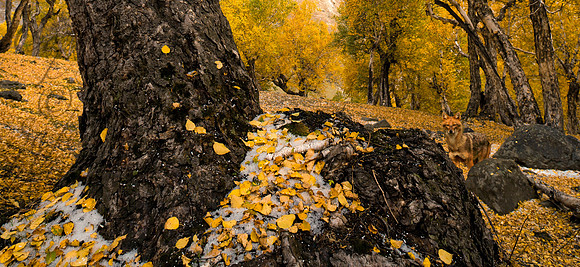 nat-J&K-shokdari-birchtree-jakal-1 Kopie