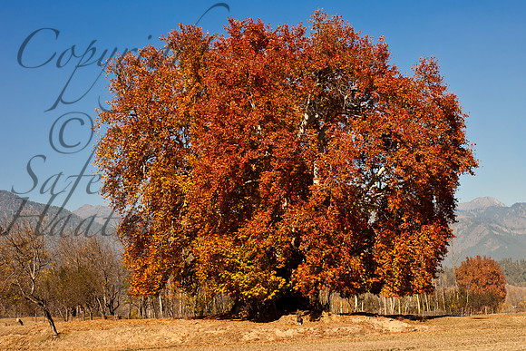 nat-J&K-gutsi-chinar-autumn Kopie