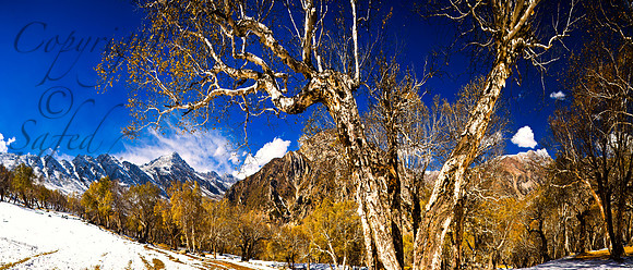 nat-J&k-shokdari-birchforest-P1 Kopie Kopie