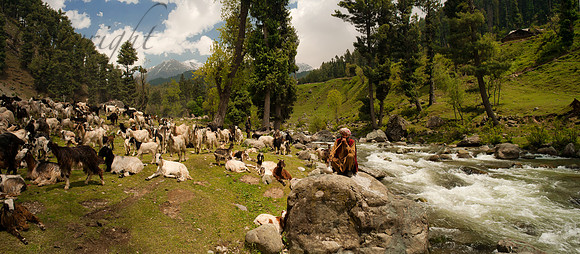 rur-J&K-daksum-goats-gujjar-river-P1 Kopie
