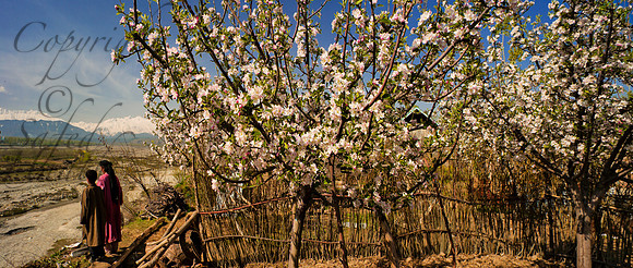 rur-J&K-pulwama-appleblossom-pirpanjal-P1 Kopie