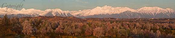 nat-J&K-cis-almondblossom-P20 Kopie Kopie