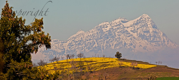 nat-J&K-cis-harmukh-mustard-1 Kopie