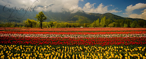 nat-J&K-srinagar-tulipgarden-zabarwal-P1