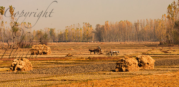 rur-J&K-wular-pattan-manure-1 Kopie