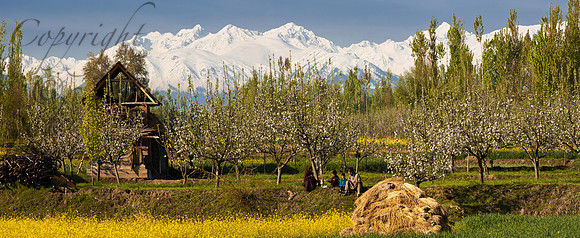 nat-J&K-pulwama-appleblossom-pirpanjal-teabreak-P1  Kopie