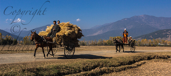 tra-J&K-lolab-tongas-1 Kopie