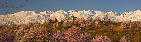 isl-J&K-cis-shrine-almondblossom-P1 Kopie