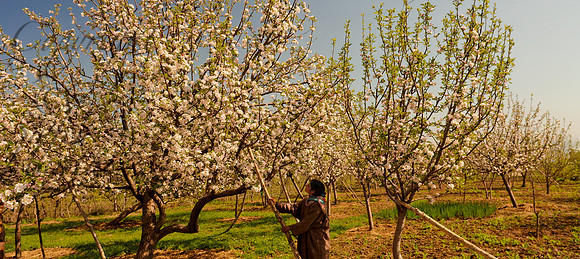 rur-J&K-pulwama-appleblossom-girl-pole-1 Kopie