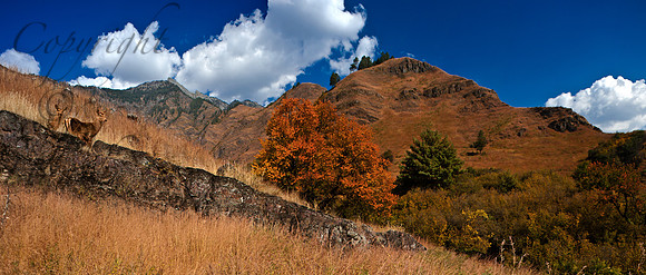 nat-J&K-dachigam-hanguls-apricottree-P1 Kopie
