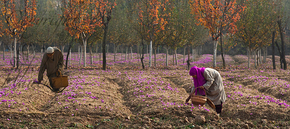 rur-J&K-pampore-saffronharvest-man-girl-1 Kopie