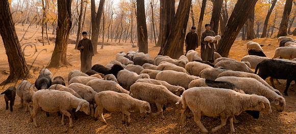 rur-J&K-pahalgam-shephards-forest-1 Kopie