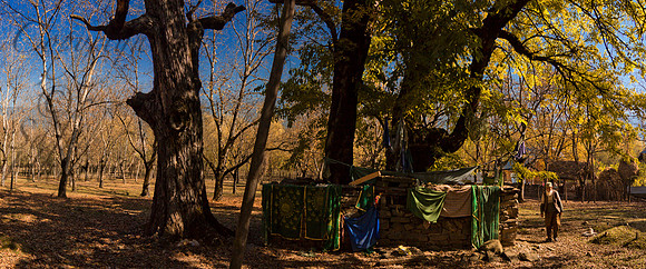 isl-J&K-wular-treeshrine-P1 Kopie