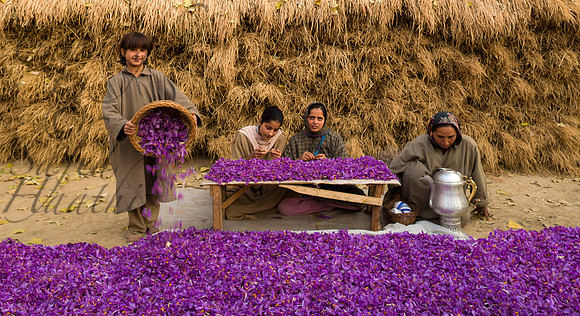 rur-J&K-pampore-saffron-processing-1-1 Kopie