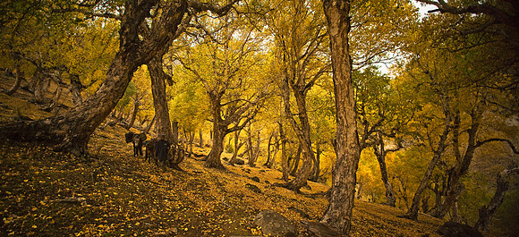 nat-J&K-nidchnai-beerchforest-P1 Kopie