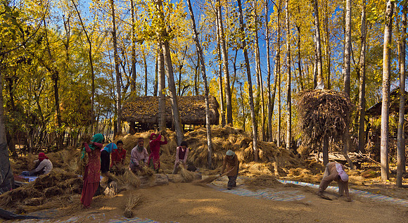 rur-J&K-lolab-ricethreshing-1 Kopie