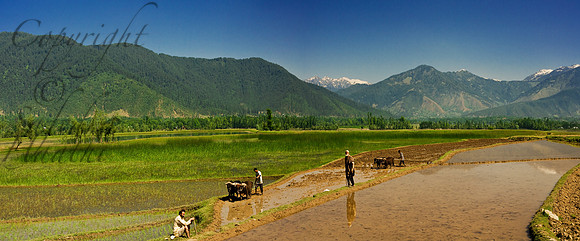 nat-J&K-lolab-paddy-ploughing-P2 Kopie