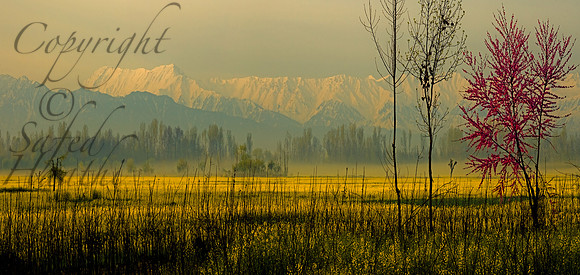 nat-J&K-pampore-mustard-mountain-Peachtree-P1 Kopie