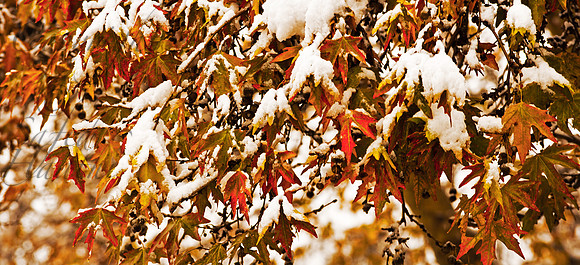 nat-J&K-srinagar-chinar-autumn-snow-P1