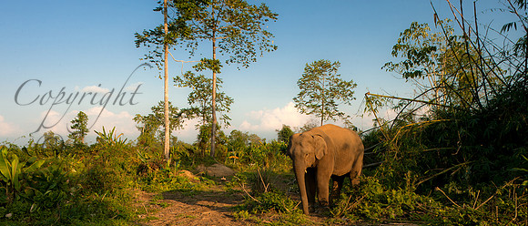Indian Elephant