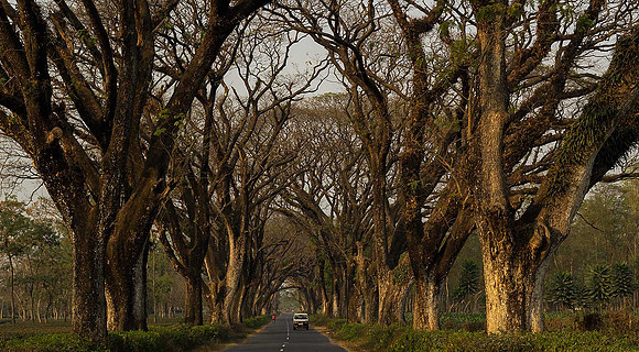 A raintree alley near the Bengal-Assam border