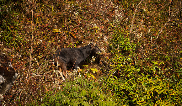 Himalayan Serow 2