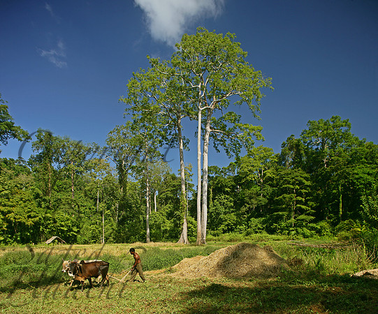 Farmer near Mayabunder