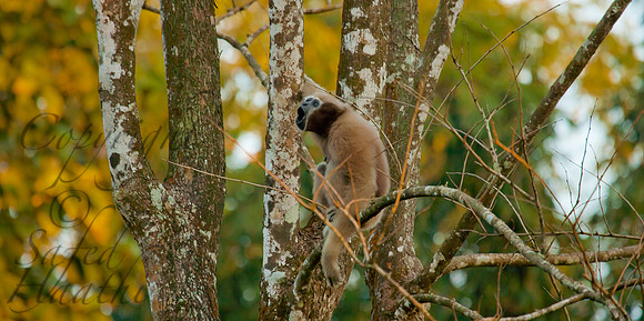 Western Hoolock Gibbon 2