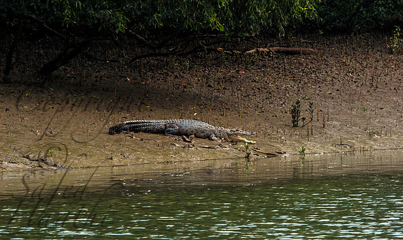 Crocodile Bhitarkanika NP