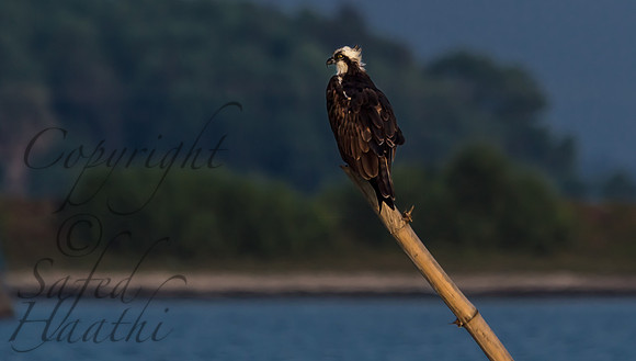 Brahminy kite