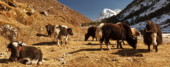 Yaks near Se La