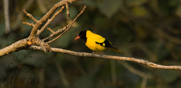 Black-headed oriole
